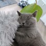 Mia_Mogli (1)